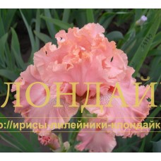 ROZOVY MIRAZH (Розовый мираж)