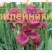 RUBINOVY MINERAL (Рубиновый минерал)