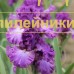 RUSSIAN VIOLET