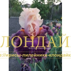 RUSSKAYA KADRIL (Русская кадриль)