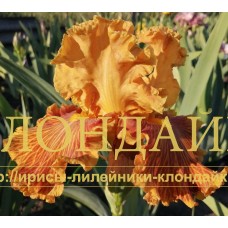 RYZHIY LYUBIMETS (Рыжий любимец)