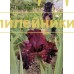 SADOVAYA VISHNYA (Садовая вишня)
