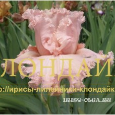 SAKURA ( САКУРА )