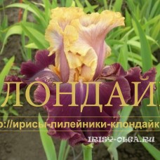 SEDAYA PIRAMIDA (Седая пирамида)