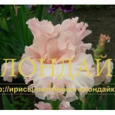 SENIORITA YA VLYUBLEN (Сеньорита я влюблен)