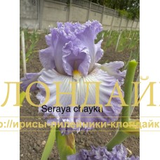 SERAYA CHAYKA