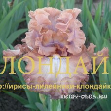 SERAYA TSAPLYA (Серая цапля)