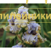 SERGEY