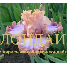  SHAHEREZADA (Шахерезада)