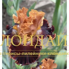 SHOKOLADNY TORT (Шоколадный торт)