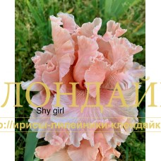 SHY GIRL