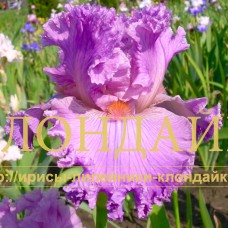 SIRENEVOYE KRUZHEVO (Сиреневое кружево)