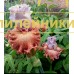 SIRTAKI (Сиртаки)