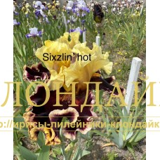 SIZZLIN'S HOT