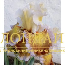 SKROMNOYE OCHAROVANIYE (Скромное очарование)