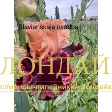 SLAVIANSKAYA USADBA ( СЛАВЯНСКАЯ УСАДЬБА )