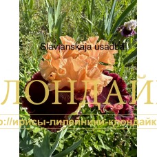 SLAVIANSKAYA USADBA