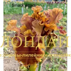 SMACK ATTACK