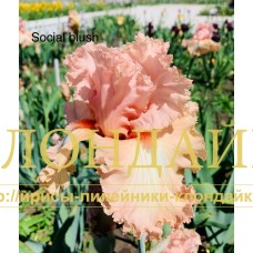 SOCIAL BLUSH