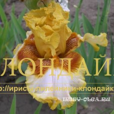 SOLNTSEZASHCHITNUYE OCHKI 