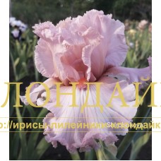 SYN BABOCHKI (Сын бабочки)
