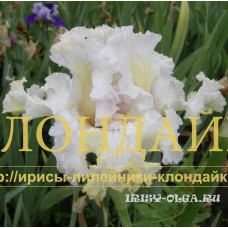 STROINAYA DEVUSHKA ( СТРОЙНАЯ ДЕВУШКА )