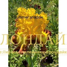 SUMMER SHADOW