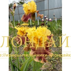 SUMMERTIME SHOW