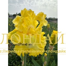 SUN SHINE IN