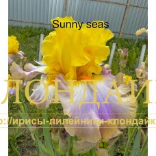 SUNNY SEAS