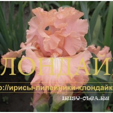 SUZANNA ( СЮЗАННА )