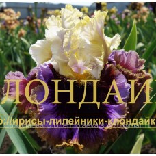 SUZHENY-RYAZHENY ( СУЖЕНЫЙ-РЯЖЕНЫЙ )