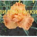 SVETLOGO MAYA PRIVET (Светлого мая привет)