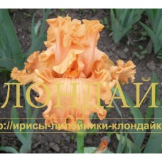 SVETLOGO MAYA PRIVET (Светлого мая привет)