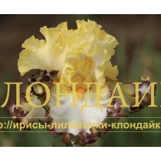 TAGLINE
