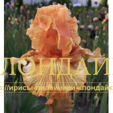 TAT'YANKA (Татьянка)