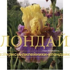TAYNY VOSTOKA (Тайны востока)