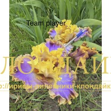 TEAM PLAYER