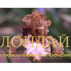 TOUCH OF MAHOGANY