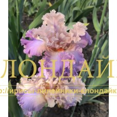 TREGHLAVY DRAKON ( ТРЕГЛАВЫЙ ДРАКОН )