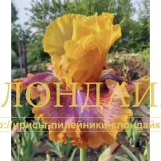 TROPICHESKAYA BABOCHKA ( ТРОПИЧЕСКАЯ БАБОЧКА )