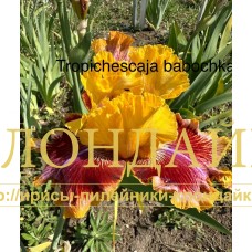 TROPICHESKAYA BABOCHKA