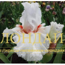 TSAREVNA BUDUR ( ЦАРЕВНА БУДУР )