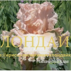 TSAREVNA NESMEYANA ( ЦАРЕВНА-НЕСМЕЯНА )