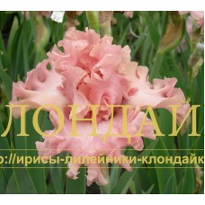 TSVETOK PERSIKA ( ЦВЕТОК ПЕРСИКА )