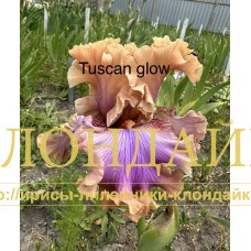 TUSCAN GLOW