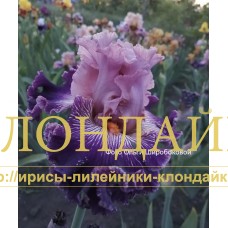 TY MOYA ZVIOZDOCHKA (Ты моя звездочка)
