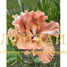 UNTAMED GLORY