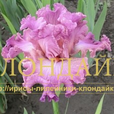 V POISKAKH SCHAST'YA