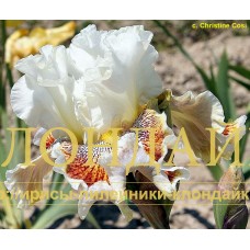 VARIEGATED WONDER